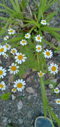 Tanacetum partheniifolium, photograph 2