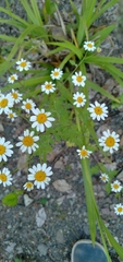 Tanacetum partheniifolium, photograph Mikhail Nevsky, CC BY, iNaturalist via GBIF