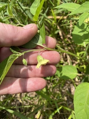 Physalis longifolia subglabrata