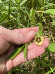 Physalis longifolia subglabrata