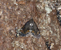 Dysstroma latefasciata