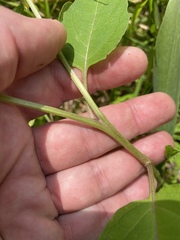 Physalis longifolia subglabrata