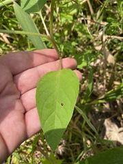 Physalis longifolia subglabrata