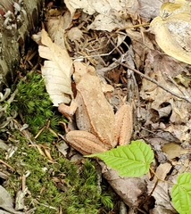 Lithobates sylvaticus image