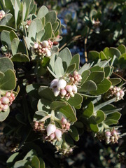 Arctostaphylos auriculata