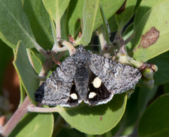 Litocala sexsignata