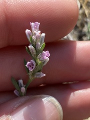 Polygonum spergulariiforme