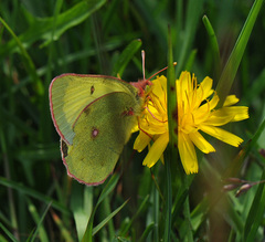 Colias pelidne pelidne