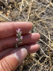 Polygonum spergulariiforme