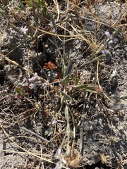 Polygonum spergulariiforme