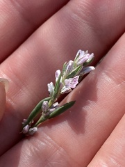 Polygonum spergulariiforme
