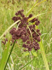 Scirpus georgianus