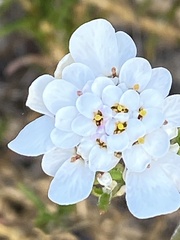 Iberis ciliata