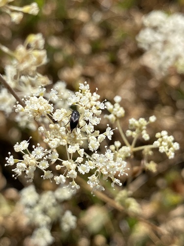 iNaturalist observation photo of Mordella