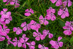 Dianthus alpinus
