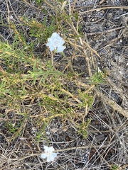 Iberis ciliata
