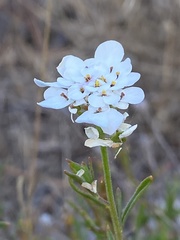 Iberis ciliata