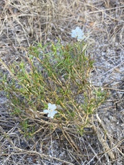 Iberis ciliata