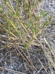Iberis ciliata