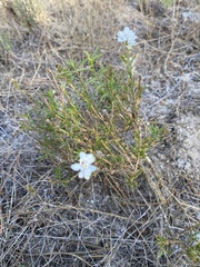 Iberis ciliata