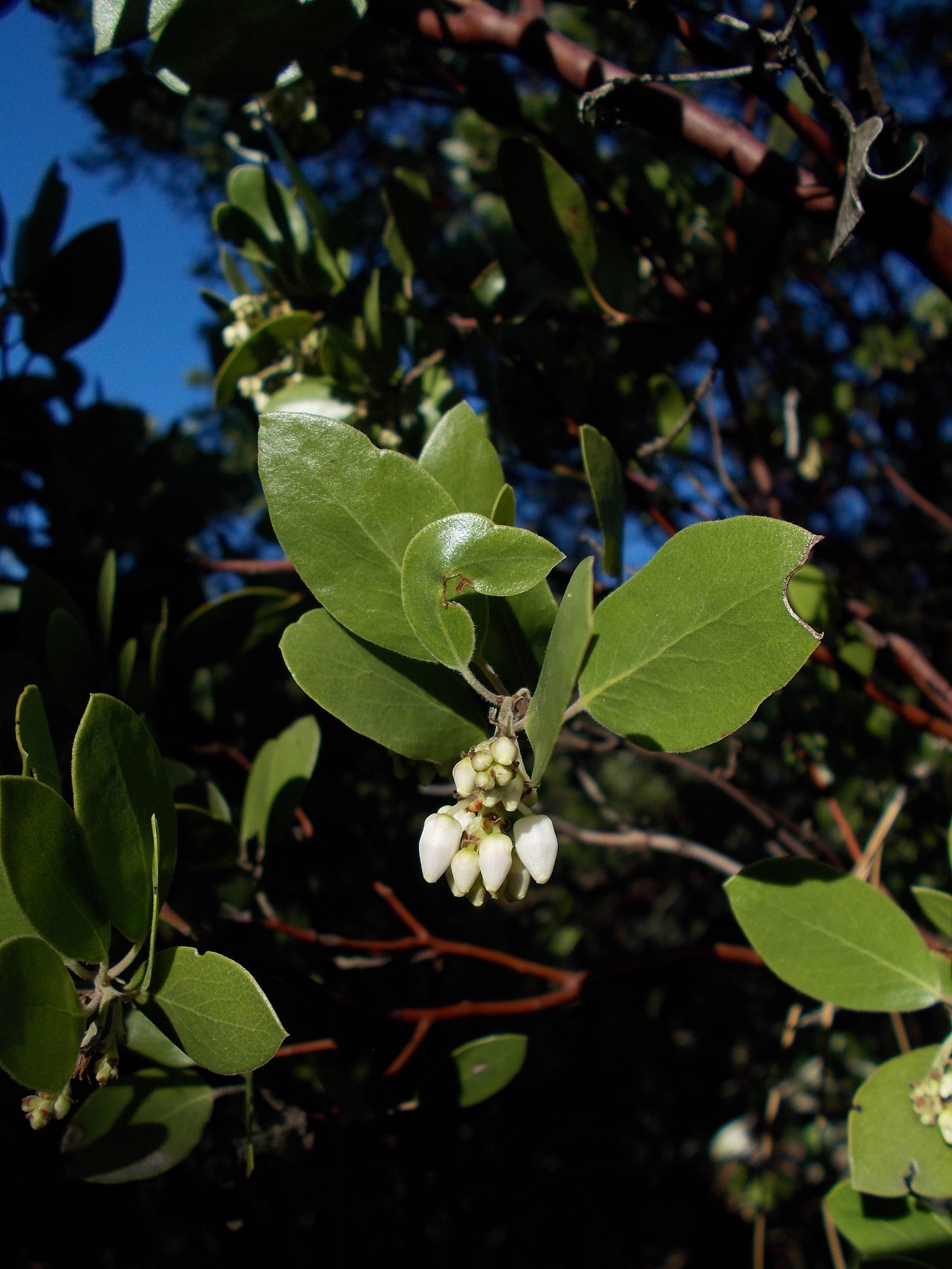 Arctostaphylos manzanita ssp. laevigata