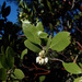 Contra Costa Manzanita - Photo (c) kevinhintsa, some rights reserved (CC BY-NC), uploaded by kevinhintsa