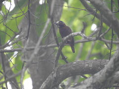 Picumnus cinnamomeus