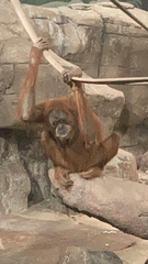 Pongo