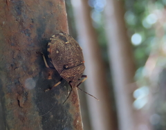 Platycoris bipunctatus