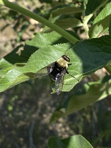 iNaturalist observation photo of Bee-like Quicksilver