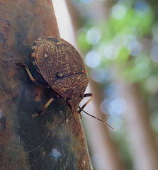Platycoris bipunctatus