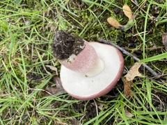 Boletus separans