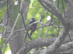 Picumnus cinnamomeus