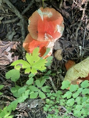 Amanita