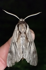 Sphinx maurorum