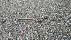 Ophisaurus attenuatus