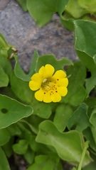 Erythranthe primuloides