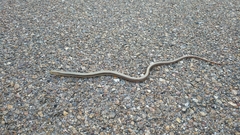 Ophisaurus attenuatus