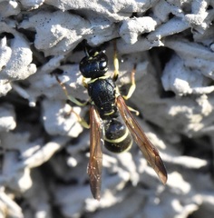 Ancistrocerus albolacteus