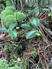 Gaultheria procumbens