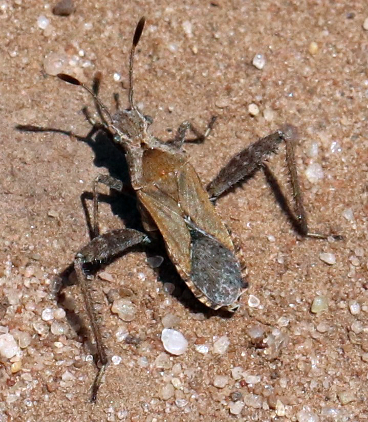 Stachyocnemus apicalis
