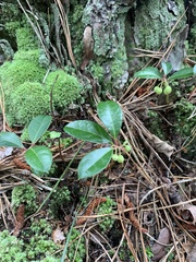 Gaultheria procumbens