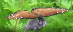 Danaus gilippus