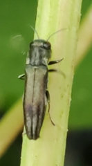 Agrilus derasofasciatus