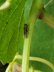 Agrilus derasofasciatus