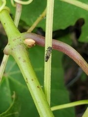 Agrilus derasofasciatus