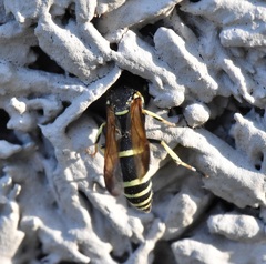 Ancistrocerus albolacteus