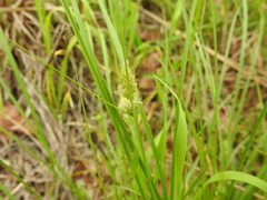 Carex austrina