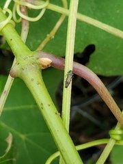 Agrilus derasofasciatus