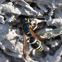 Ancistrocerus albolacteus